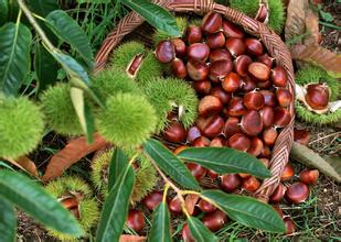 板栗冷庫保鮮貯藏方法、冷庫安裝冷庫設計