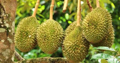 建一個(gè)200噸的榴蓮冷庫(kù)多少錢，榴蓮保鮮庫(kù)耗電量kw/h