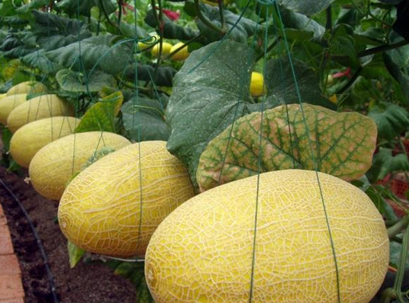 設計一個500噸哈密瓜保鮮庫要求，哈密瓜冷庫建造費用